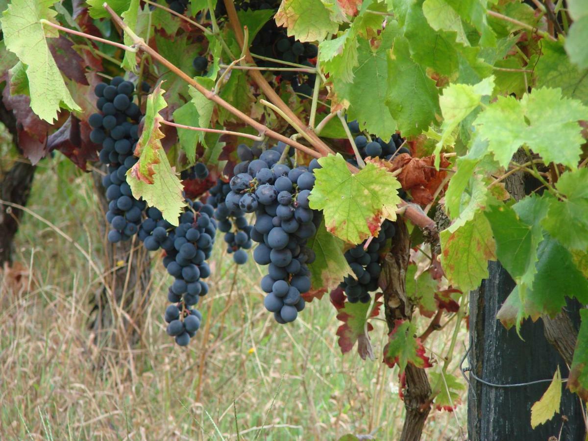 Quinta Da Portelada Peso da Régua Exteriér fotografie